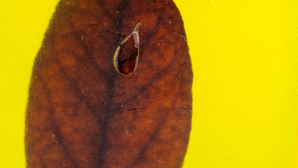 The Leaf Experience